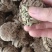 卷柏（中药），质量保证，量大价优，欢迎老板来电咨询