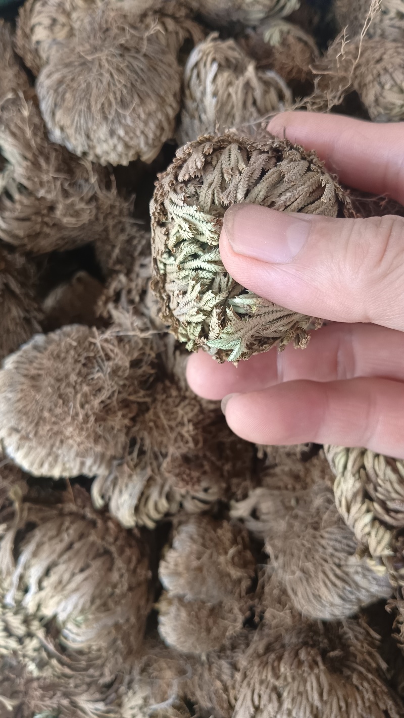 卷柏（中药），质量保证，量大价优，欢迎老板来电咨询