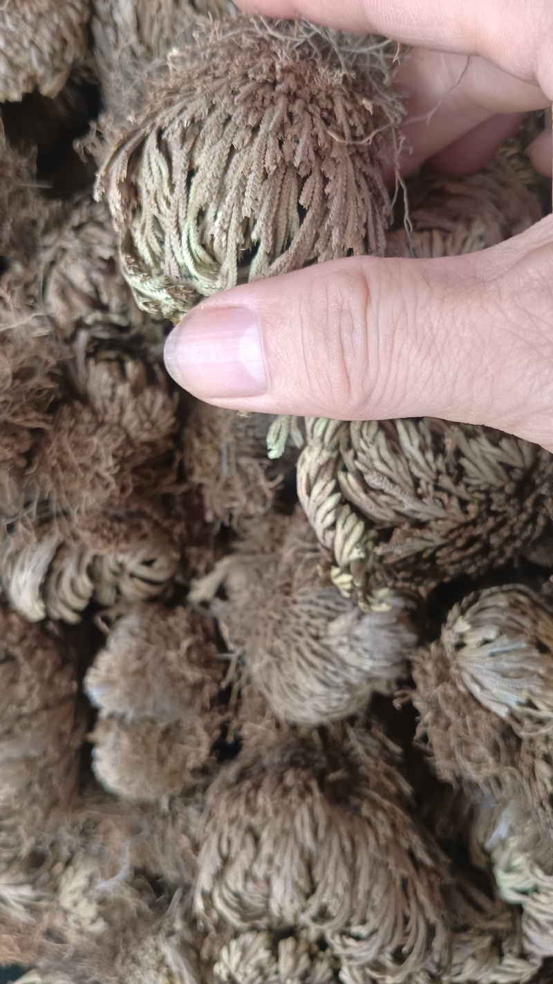 卷柏（中药），质量保证，量大价优，欢迎老板来电咨询
