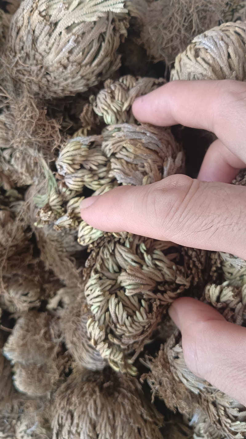 卷柏（中药），质量保证，量大价优，欢迎老板来电咨询
