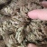 卷柏（中药），质量保证，量大价优，欢迎老板来电咨询