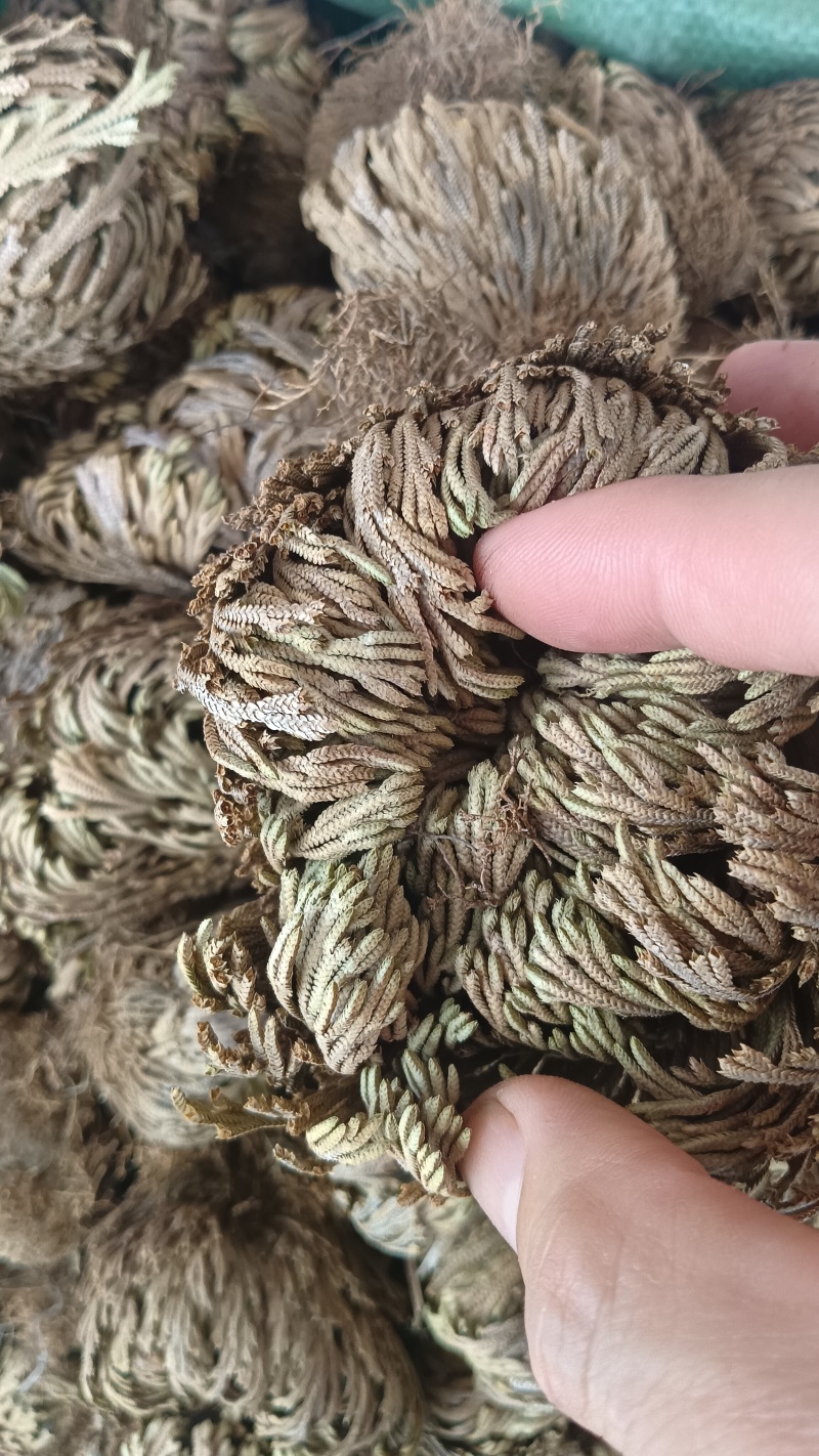 卷柏（中药），质量保证，量大价优，欢迎老板来电咨询