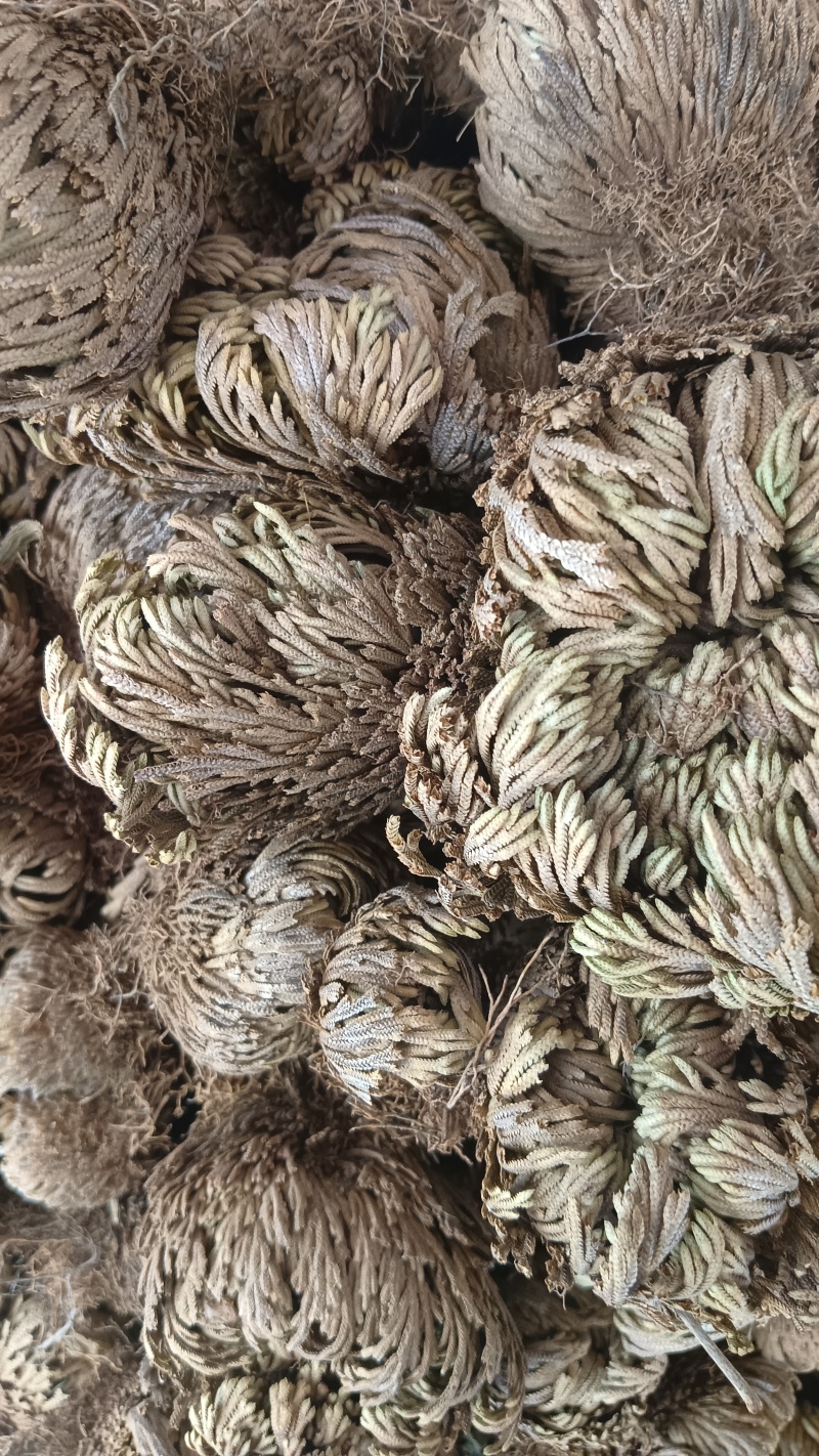 卷柏（中药），质量保证，量大价优，欢迎老板来电咨询