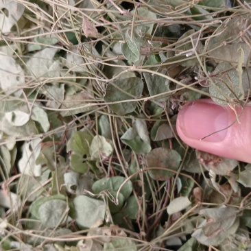 小叶化石草（中草药），质量保证，欢迎老板来电洽谈