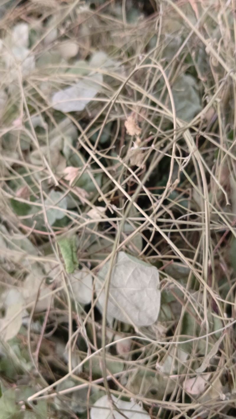 小叶化石草（中草药），质量保证，欢迎老板来电洽谈