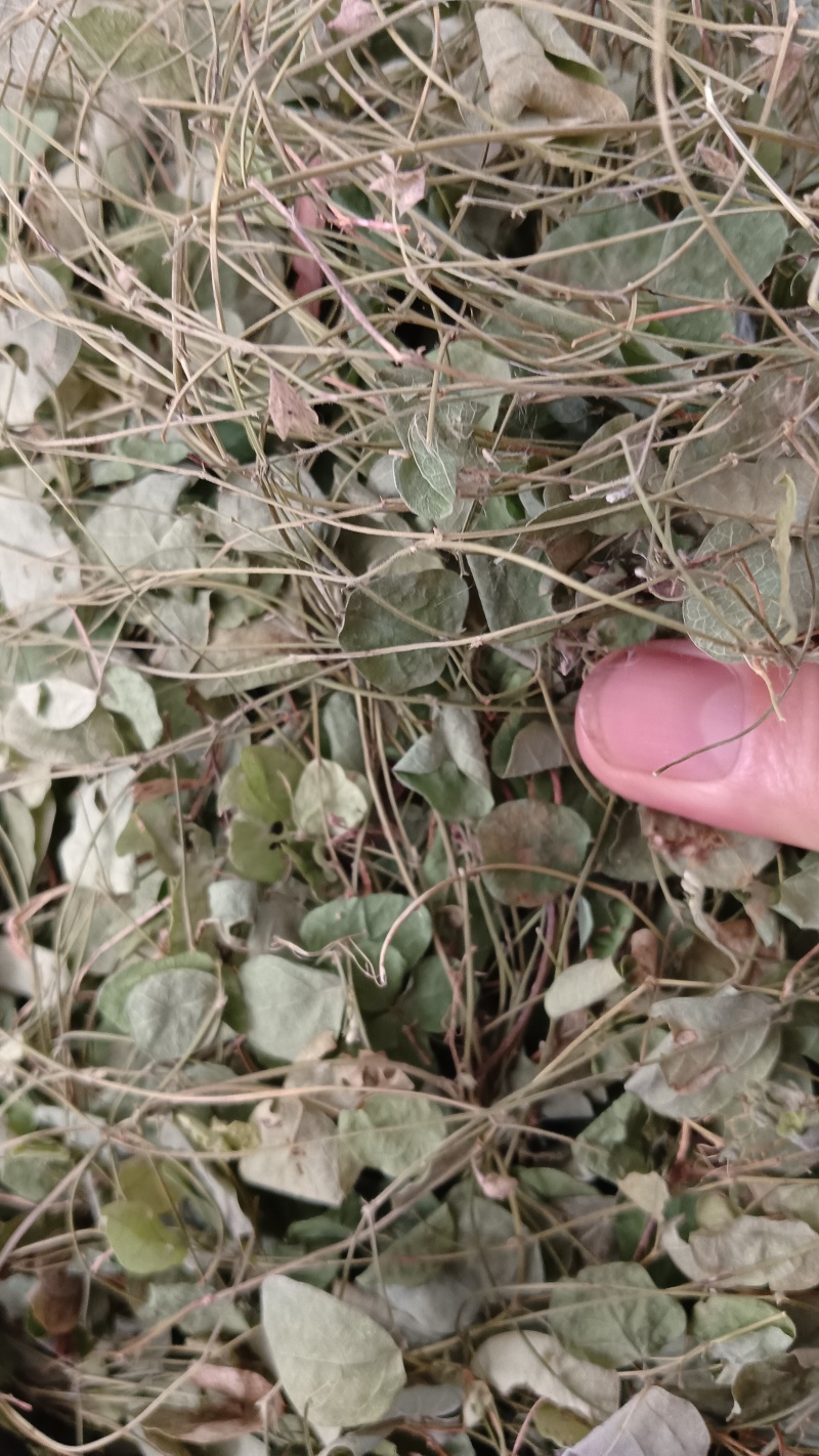 小叶化石草（中草药），质量保证，欢迎老板来电洽谈