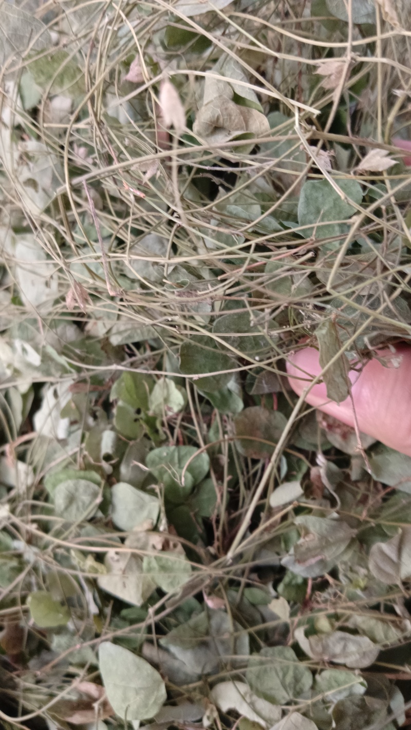 小叶化石草（中草药），质量保证，欢迎老板来电洽谈