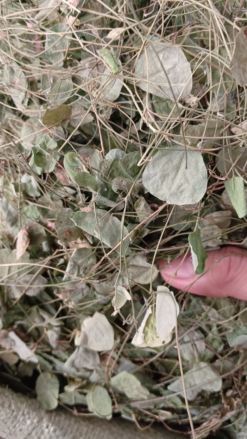 小叶化石草（中草药），质量保证，欢迎老板来电洽谈