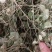 小叶化石草（中草药），质量保证，欢迎老板来电洽谈