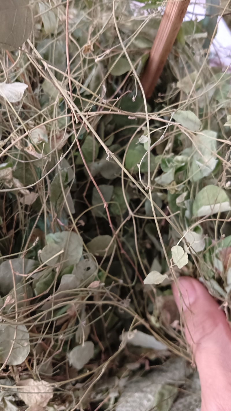 小叶化石草（中草药），质量保证，欢迎老板来电洽谈