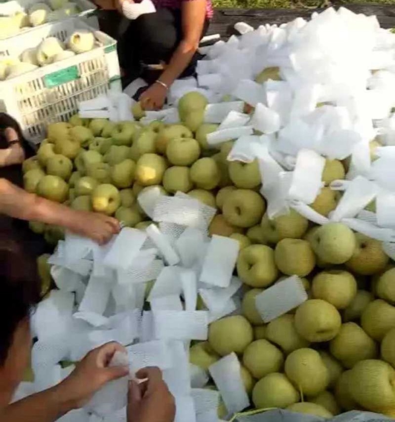 【酥梨】安徽砀山正宗酥梨现摘现发水分充足对接全国市场电商