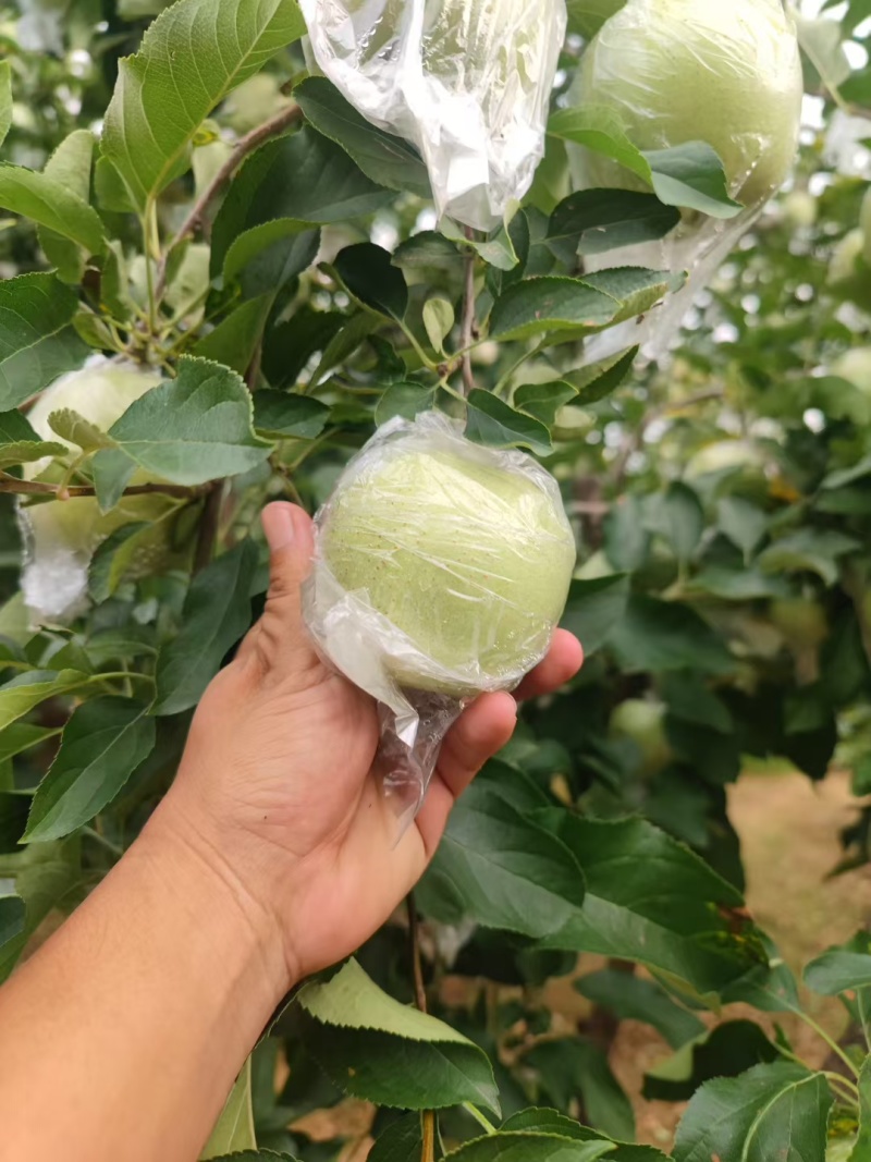 金帅苹果大量上市有要的老板联系***********