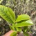 景东哀牢山荒野大树茶鸡嘴壳，普洱茶