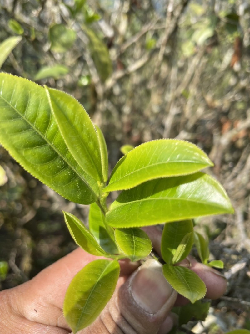 景东哀牢山荒野大树茶鸡嘴壳，普洱茶