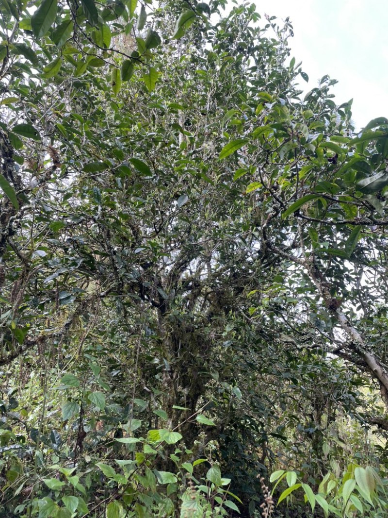景东哀牢山荒野大树茶鸡嘴壳，普洱茶
