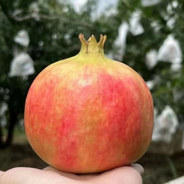 大凉山突尼斯软籽石榴