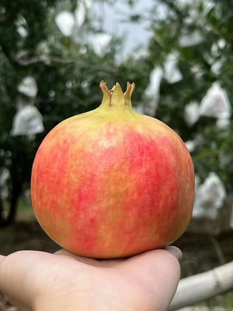 大凉山突尼斯软籽石榴