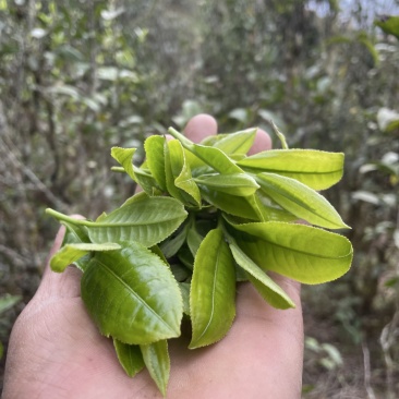 景东哀牢山荒野大树茶鸡嘴壳，普洱茶