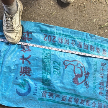 羊粪
