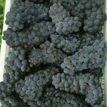 康贝尔扒皮果