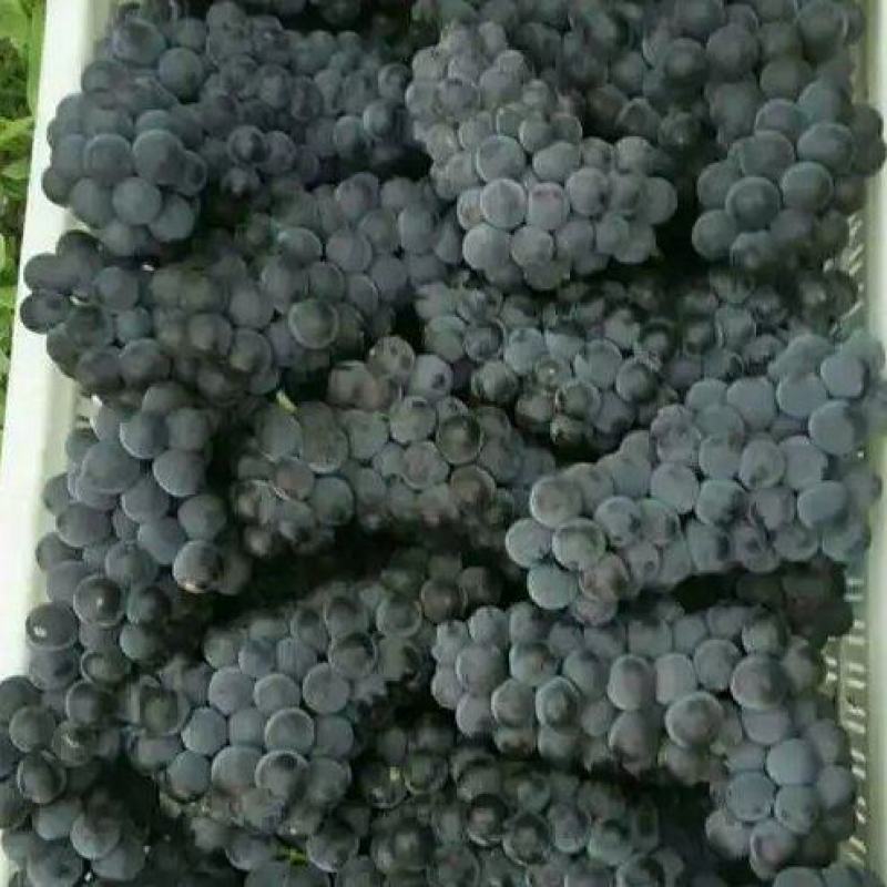 康贝尔扒皮果