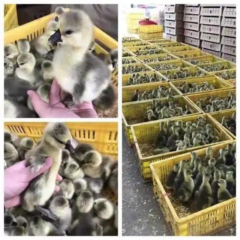 大种灰鹅养殖场直发成活率高提供技术欢迎☎️联系
