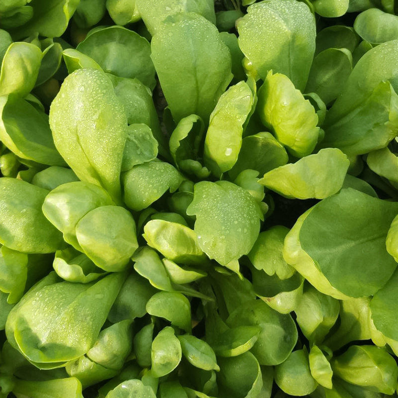 长征阔板茼蒿板叶茼蒿叶片肥厚无分枝较耐热春夏秋季节均可栽