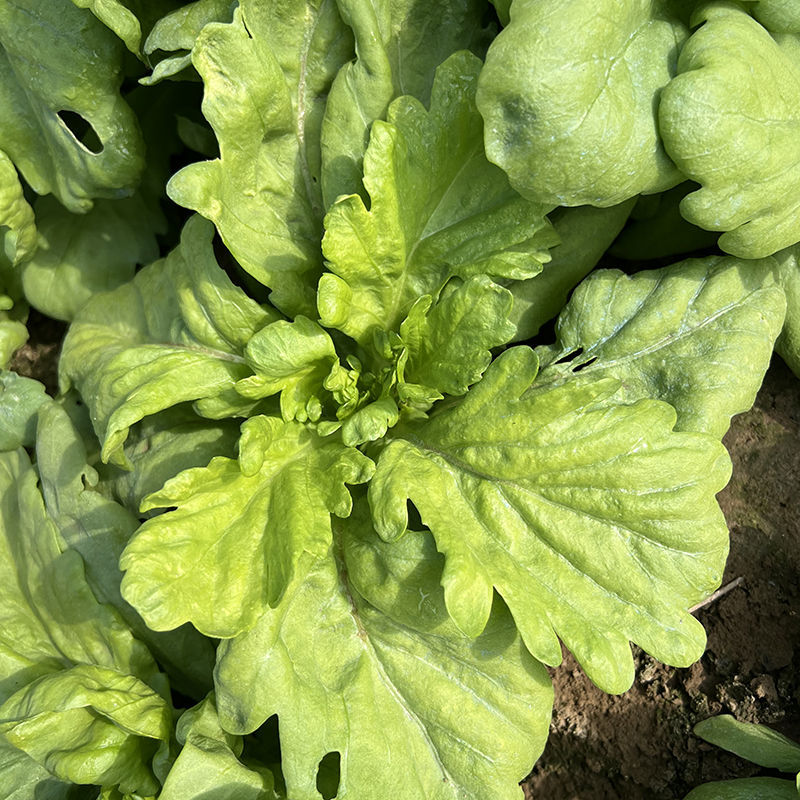 长征阔板茼蒿板叶茼蒿叶片肥厚无分枝较耐热春夏秋季节均可栽