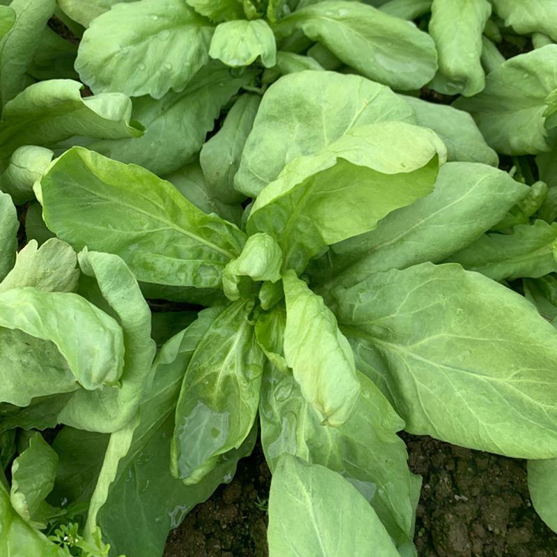 长征阔板茼蒿板叶茼蒿叶片肥厚无分枝较耐热春夏秋季节均可栽