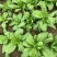 长征阔板茼蒿板叶茼蒿叶片肥厚无分枝较耐热春夏秋季节均可栽