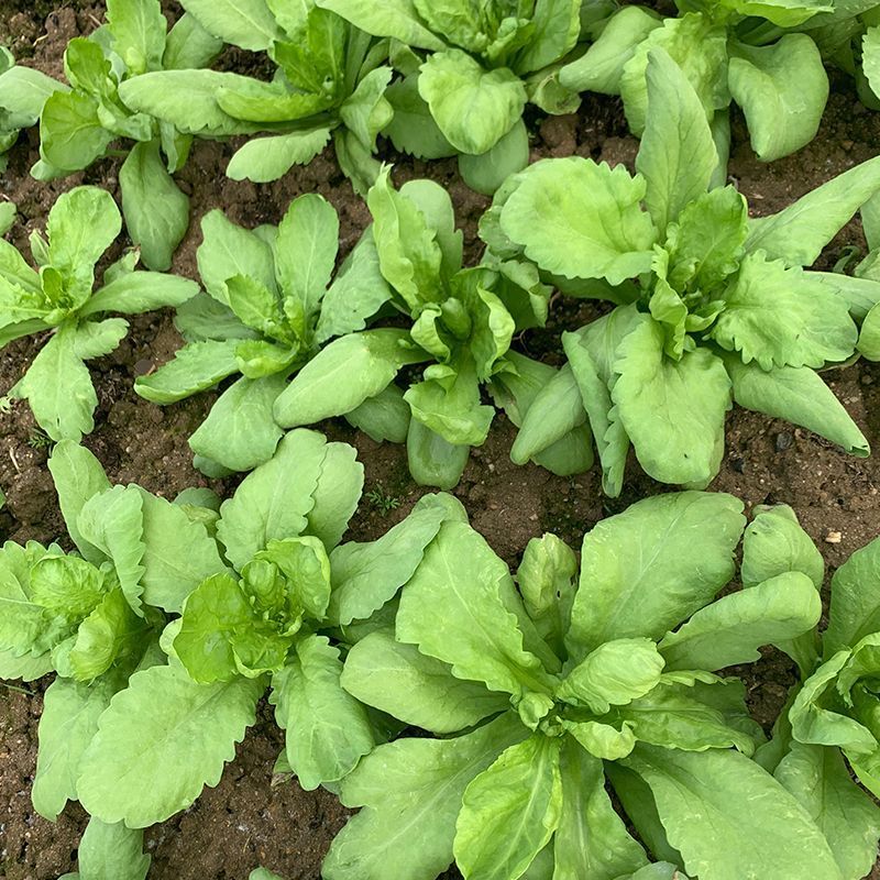 长征阔板茼蒿板叶茼蒿叶片肥厚无分枝较耐热春夏秋季节均可栽