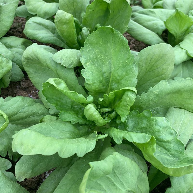 长征阔板茼蒿板叶茼蒿叶片肥厚无分枝较耐热春夏秋季节均可栽