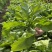 长征阔板茼蒿板叶茼蒿叶片肥厚无分枝较耐热春夏秋季节均可栽
