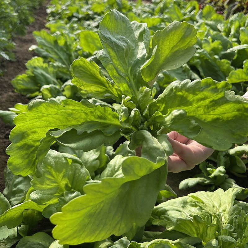 长征阔板茼蒿板叶茼蒿叶片肥厚无分枝较耐热春夏秋季节均可栽