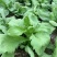 长征阔板茼蒿板叶茼蒿叶片肥厚无分枝较耐热春夏秋季节均可栽