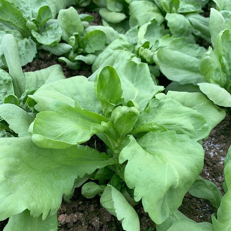 长征阔板茼蒿板叶茼蒿叶片肥厚无分枝较耐热春夏秋季节均可栽