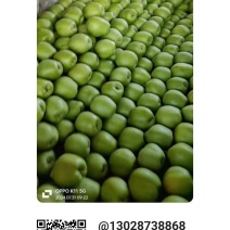 甘肃景泰早酥梨个大皮薄汁多味美酸甜可口现已大量成熟上市