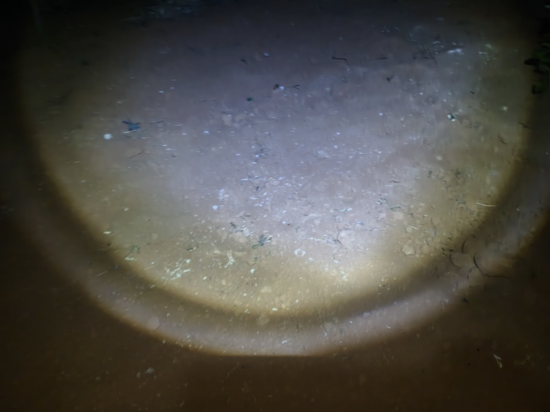 东皇嫁接水晶红宝石柚子，2年苗库存多