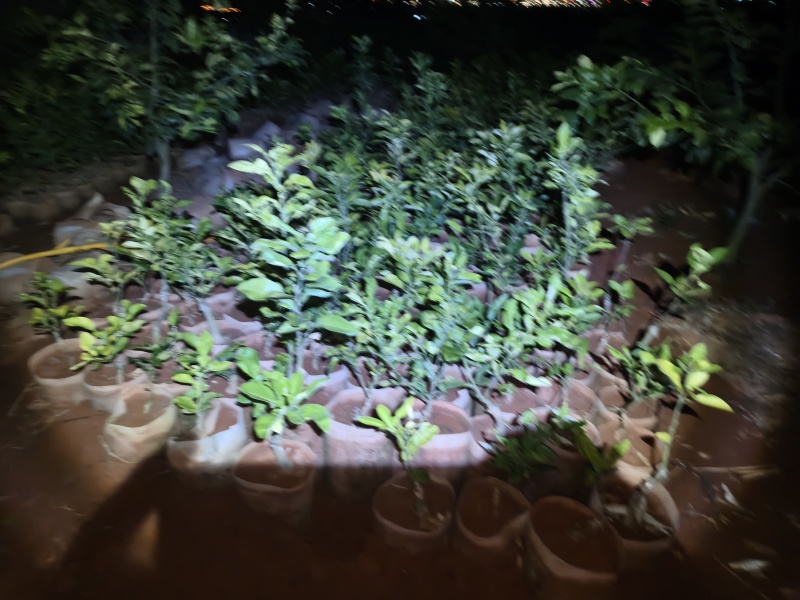 东皇嫁接水晶红宝石柚子，2年苗库存多