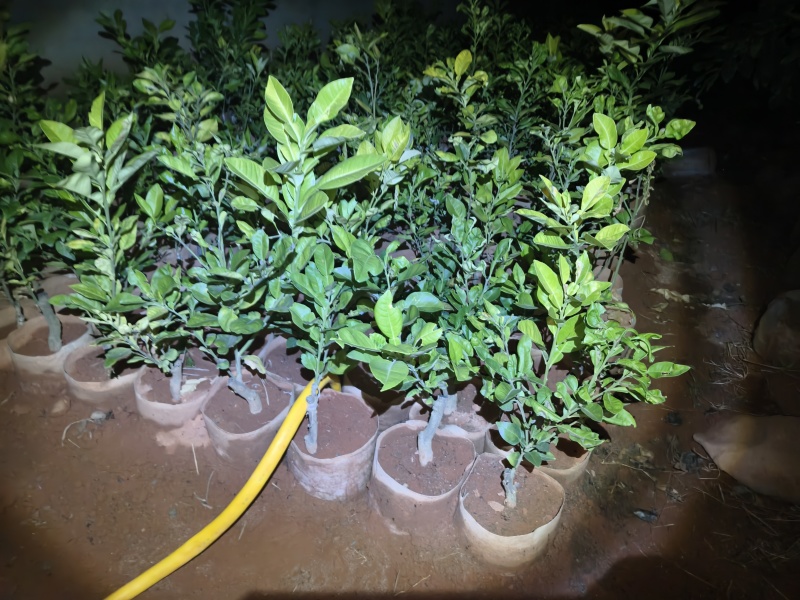东皇嫁接水晶红宝石柚子，2年苗库存多