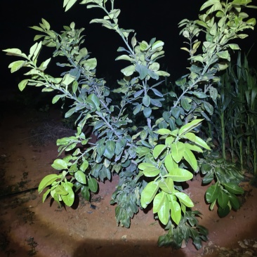 东皇嫁接水晶红宝石柚子，2年苗库存多
