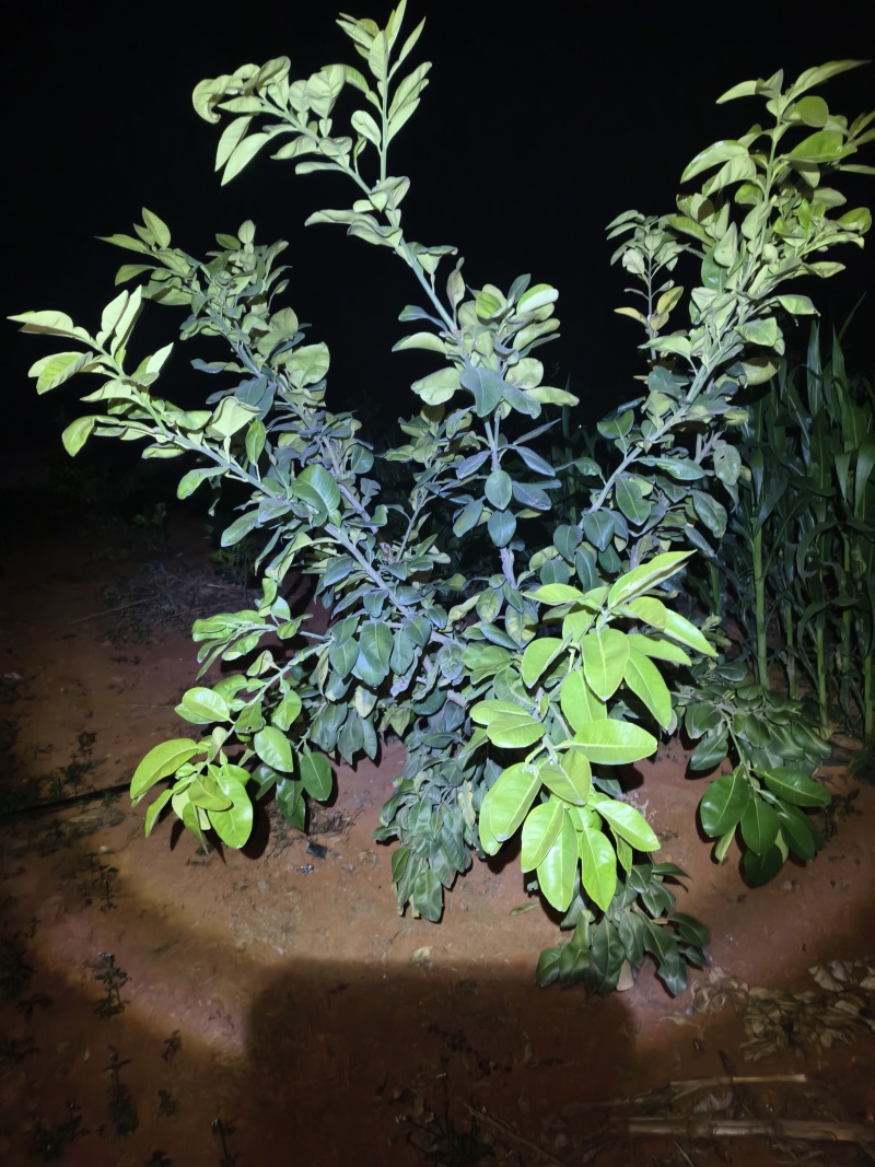 东皇嫁接水晶红宝石柚子，2年苗库存多