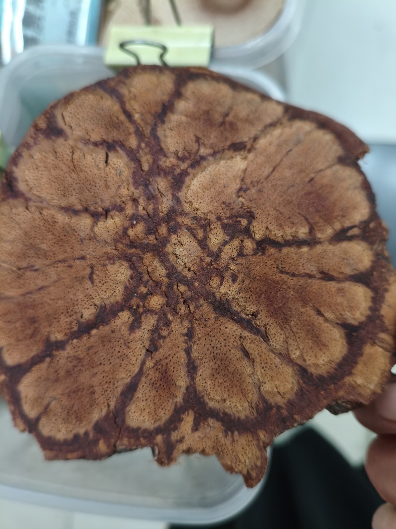 九龙藤