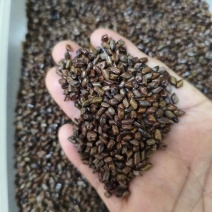 决明子