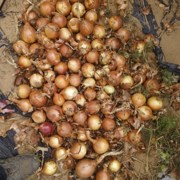 陕北沙漠土豆大量供应