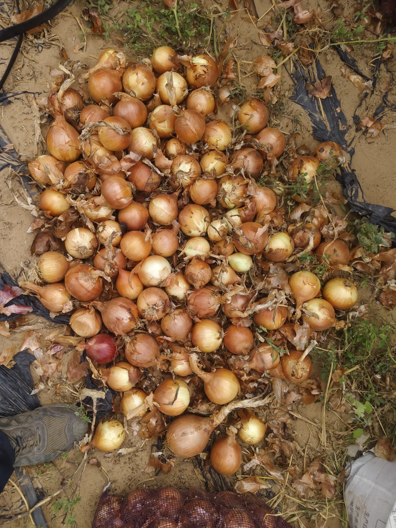 陕北沙漠土豆大量供应