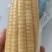 黑龙江真空糯玉米黄白花黑精品货