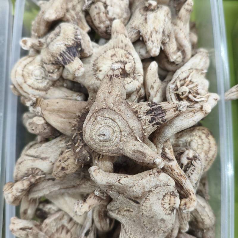 白芨