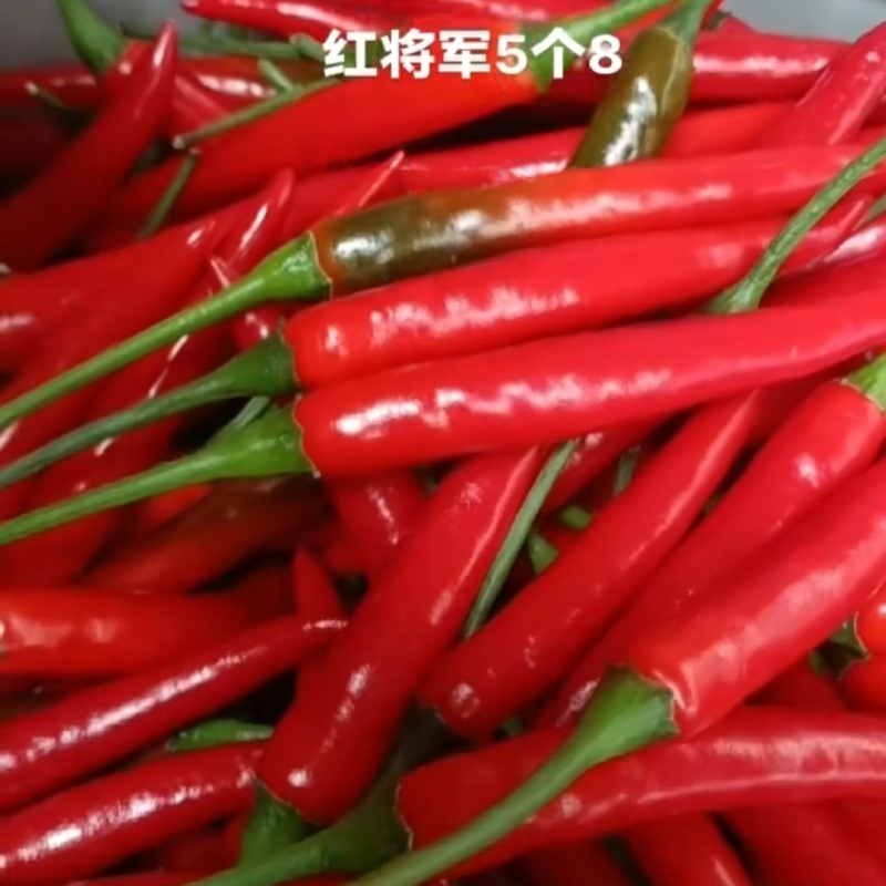红将军88888大果朝天椒种子特辣单生中晚熟朝天椒种籽易