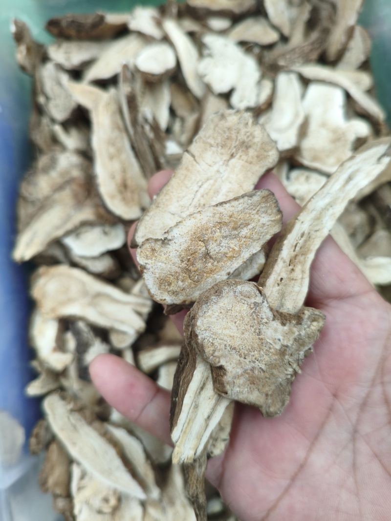 白术